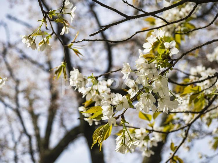 林の中の桜の花 桜,花見,花の写真素材