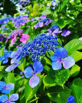 紫陽花の写真