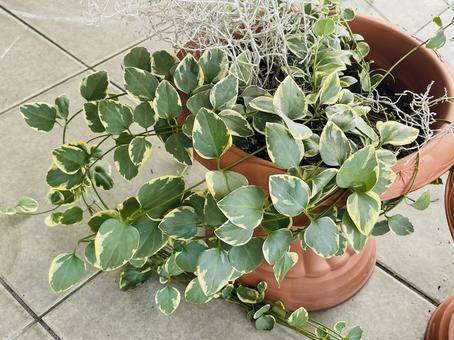 鉢植えのナチュラルグリーン 鉢植えのナチュラルグリーン 観葉植物,鉢植え,緑のある暮らしの写真素材