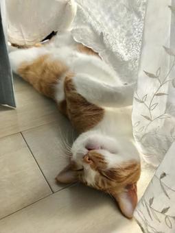 甘えん坊なにゃんこ。 甘えん坊なにゃんこ。の写真
