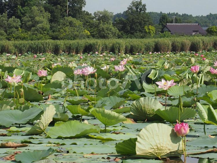 蓮の花　伊豆沼の蓮の淡いピンクの花 伊豆沼,蓮,蓮の花の写真素材