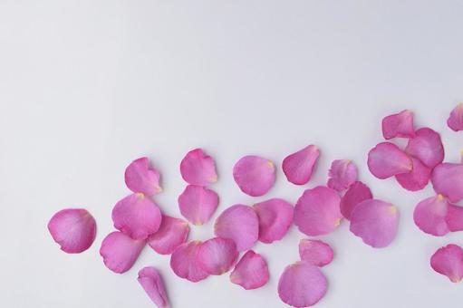 白背景にピンクの薔薇の花びら 白背景にピンクの薔薇の花びらの写真