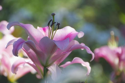 ユリ ユリ,花,植物の写真素材