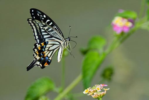 野花に寄って来るナミアゲハ 野花に寄って来るナミアゲハの写真