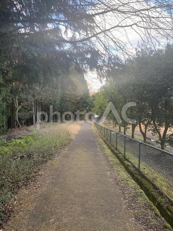 森林公園の坂道 道路,木,風景の写真素材