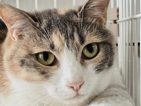見つめる猫 見つめる猫 猫,ネコ,三毛猫の写真素材