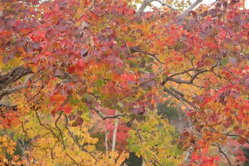 色とりどりに紅葉した木の風景 紅葉,秋,色とりどりの写真素材