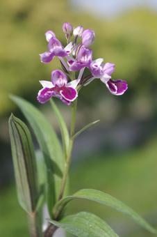 Photo, japanese orchid, yucca smalliana (species of yucca), flower, 