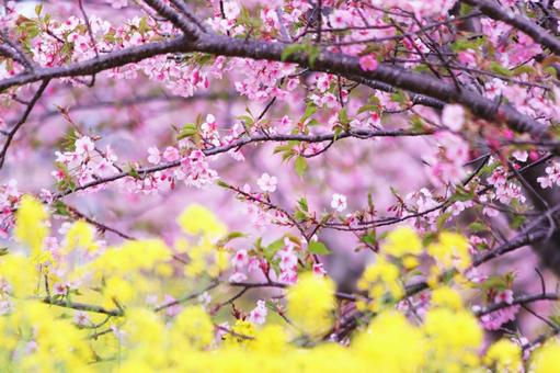 満開の菜の花畑と桜の花 春,桜,菜の花の写真素材
