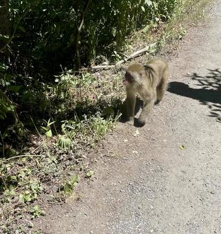 上高地のハイキングコースにいる猿 上高地のハイキングコースにいる猿の写真