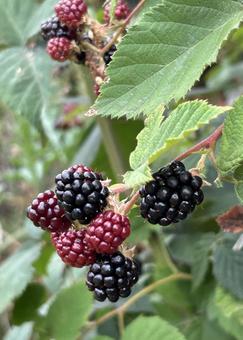 Photo, blackberry, berry, jam, 
