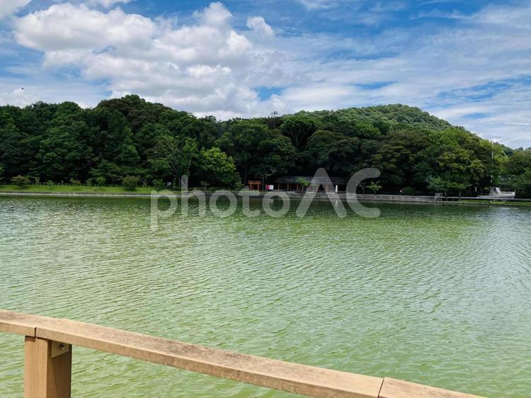 橿原神宮　深田池 橿原神宮,かしはら神宮,奈良県橿原市の写真素材