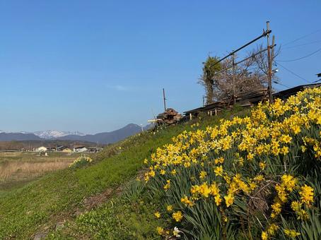 春の土手 春の土手 土手,ラッパスイセン,黄色の写真素材