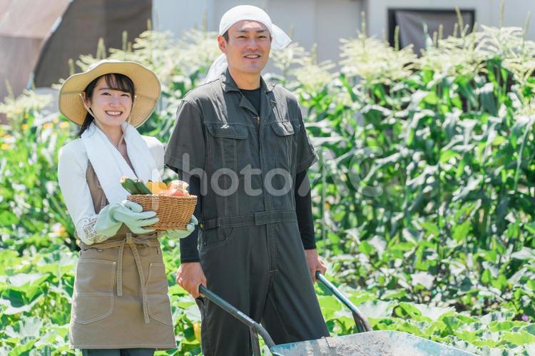 畑で野菜を収穫する農家・生産者の夫婦 農業,畑,農家の写真素材
