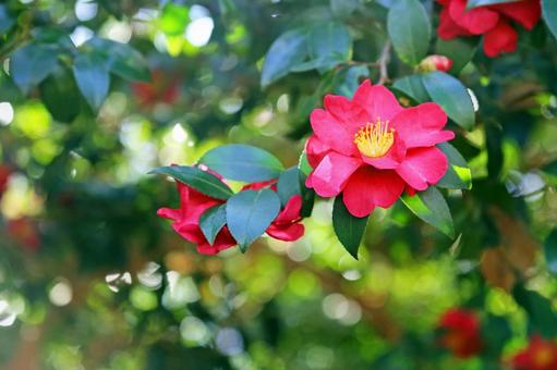 Cute red flowers of camellia Winter flowers, JPG