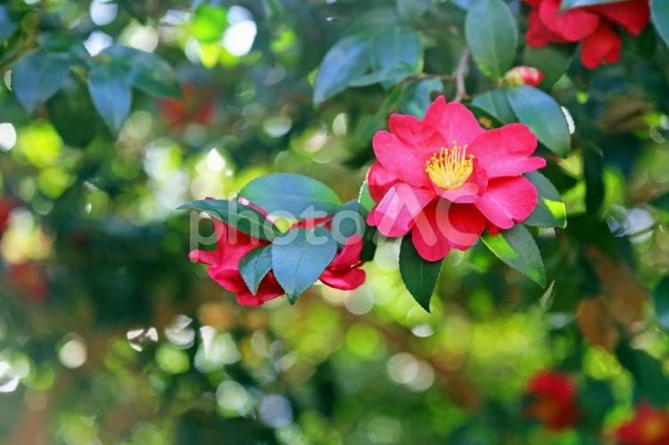 サザンカのかわいい赤い花　冬の花 サザンカ,山茶花,花の写真素材