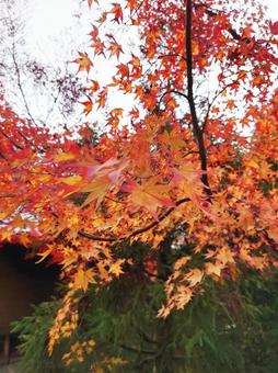 紅葉 紅葉の写真