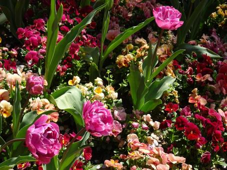Flowers in the flowerbed-1, JPG Flowers in the flowerbed-1, JPG