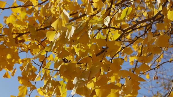 【植物の写真】銀杏 銀杏,樹木,11月の写真素材