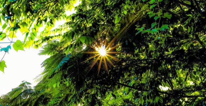 太陽のキラキラ 太陽のキラキラの写真