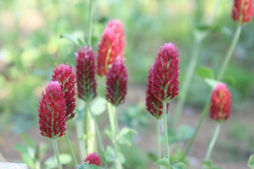 Crimson clover blooming scenery, JPG