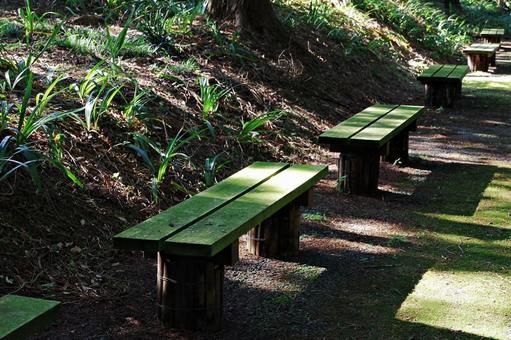 苔むすベンチの並ぶ秋の散策路 散策路,散歩道,秋の写真素材