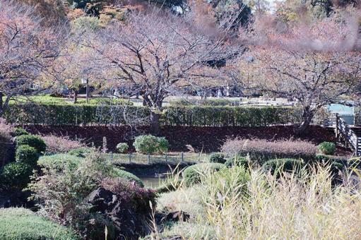 秋の公園 秋の公園の写真