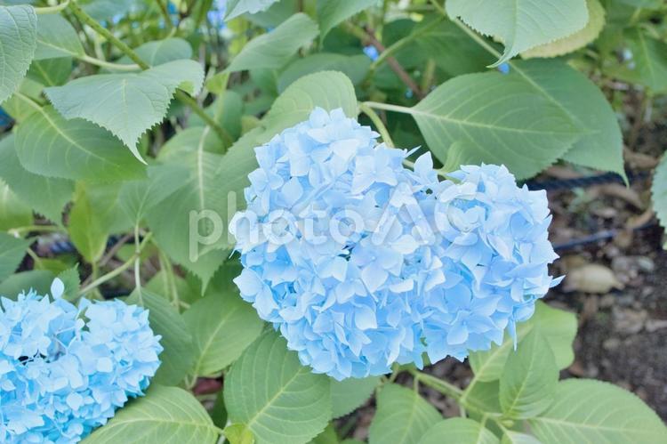 ハートの形をした水色の紫陽花です。 自然,ブルー,あじさいの写真素材