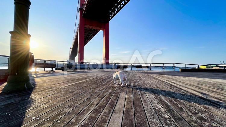 若戸大橋とフレブルの散歩風景 フレンチブルドッグ,犬,若戸大橋の写真素材