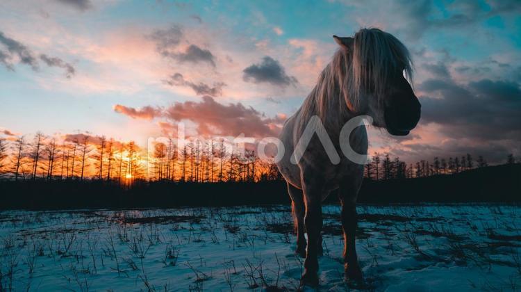 朝焼けと道産子 朝焼けと道産子 どさんこ,道産子,馬の写真素材