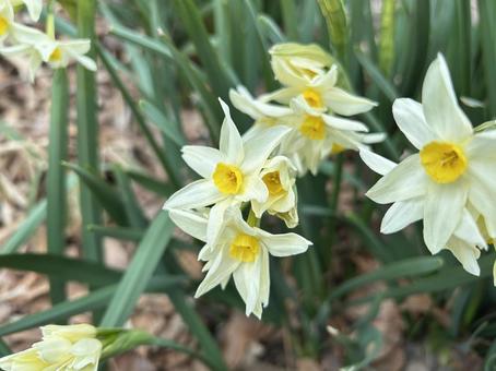 公園の花壇に咲くスイセン 公園の花壇に咲くスイセン スイセン,水仙,花の写真素材