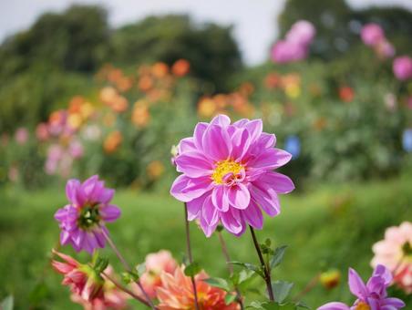 ダリア園の写真
