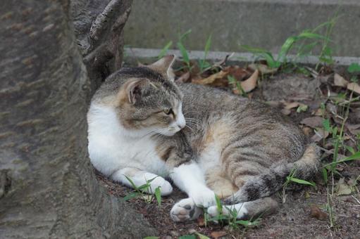 ねこ ねこ のらねこ,にゃんこ,可愛いの写真素材