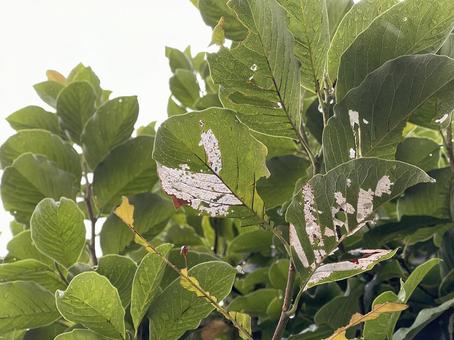 神田川10月:虫食いの葉 2025 神田川10月:虫食いの葉 2025 緑樹,虫食い,緑の写真素材