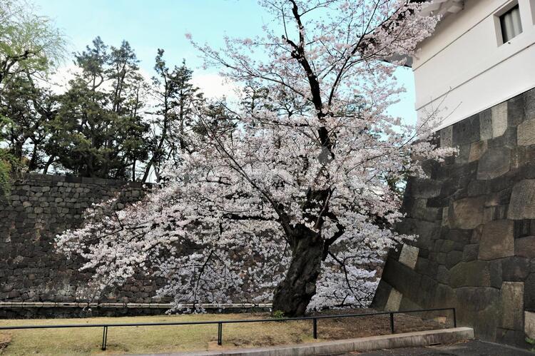 桜田門の桜 桜,桜田門,皇居の写真素材