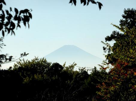 鎌倉、源氏山公園の木々の間から望む富士山 木,樹木,木々の写真素材