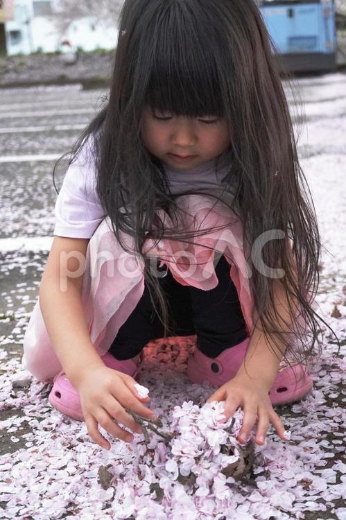 桜の花びらを集める子供05 桜,サクラ,花びらの写真素材
