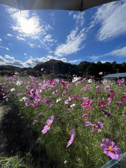 秋桜 秋桜 花,自然,夕日の写真素材