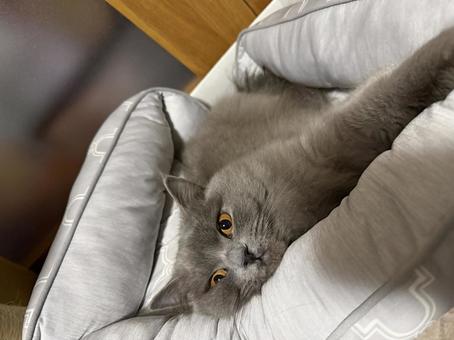 Photo, cat, a pet, cyberian, 