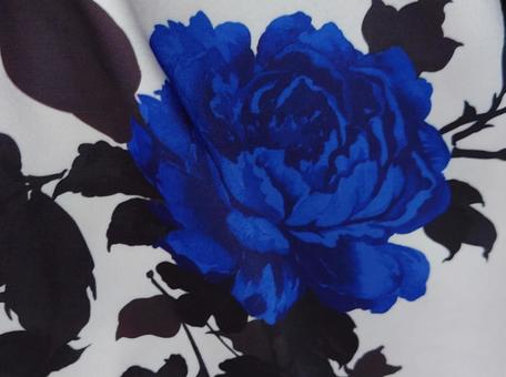 青い薔薇 青い薔薇の写真