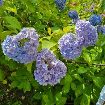 いろんな紫陽花 いろんな紫陽花の写真