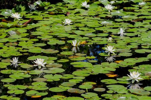 Photo, early summer, flower, water lily, 