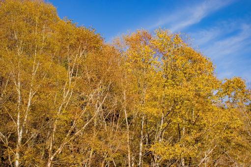 青空と紅葉  青空と紅葉 の写真