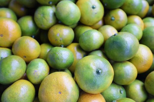 みかん みかん,みかん狩り,フルーツの写真素材