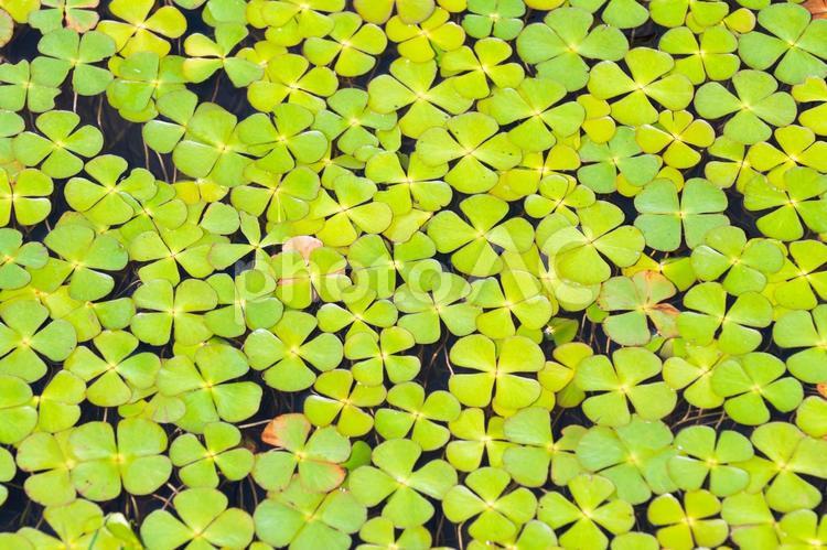 背景画像・テクスチャ　９４　四つ葉の水草 水面,四つ葉,水草の写真素材