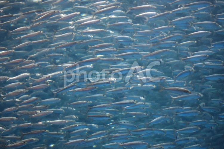 回遊魚のイワシの群れが泳ぐ水槽 回遊魚,イワシ,群れの写真素材
