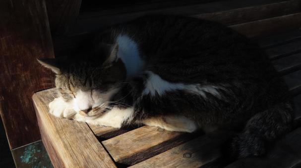 日向ぼっことお昼寝が日課のもふもふな猫様 猫,キジシロ,眠り猫の写真素材
