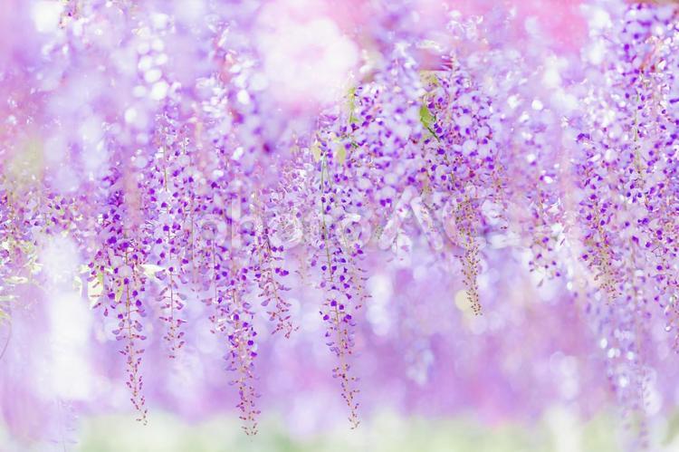 鮮やかに咲き誇る藤の花 フジ,花,藤棚の写真素材