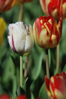 Tulip flowers, JPG Tulip flowers, JPG
