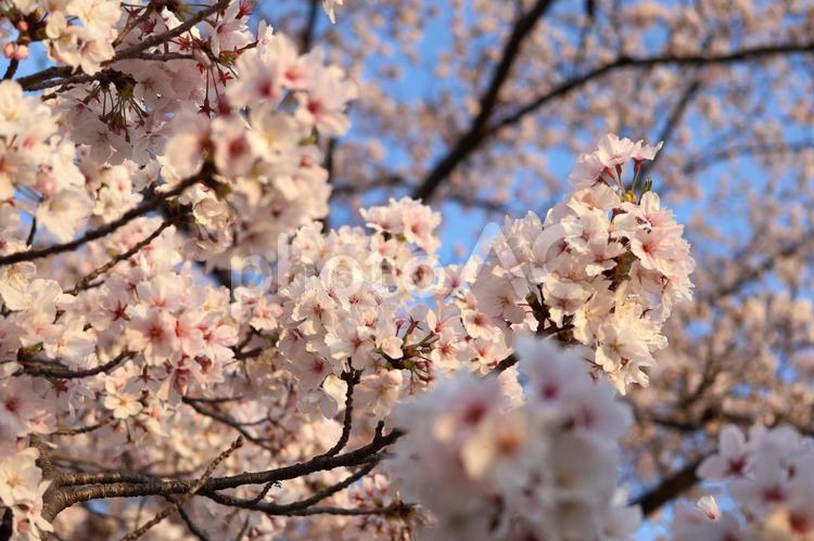 夕方の青空の中で綺麗に咲く満開の桜 桜,春,花の写真素材